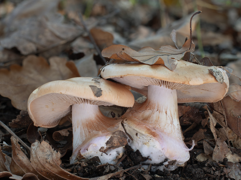 Cortinarius arcuatorum